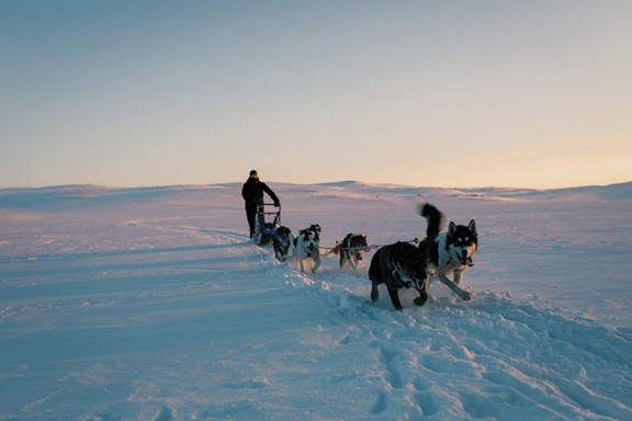 Geilo husky