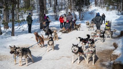 husky tour
