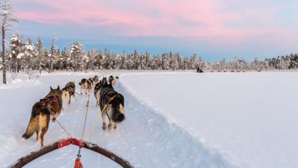 husky tour