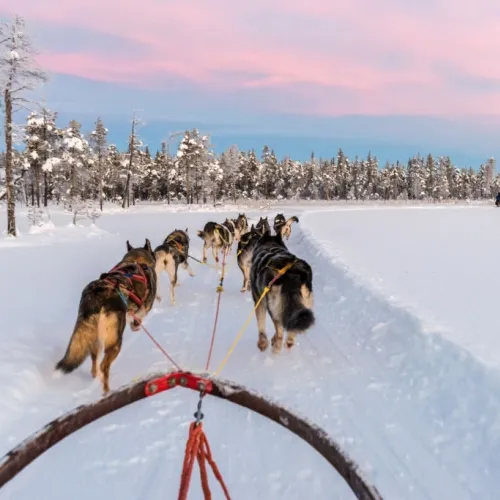 husky tour